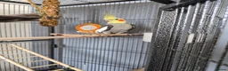 Cockatiels birds for sale: Cockateil for sale with cage  in Weston-super-Mare - Advert 4