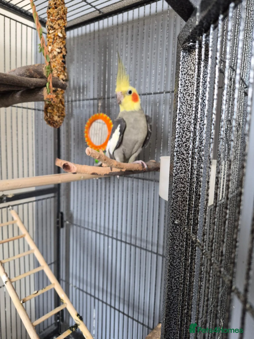 Cockatiels birds for sale: Cockateil for sale with cage  in Weston-super-Mare - Advert 4
