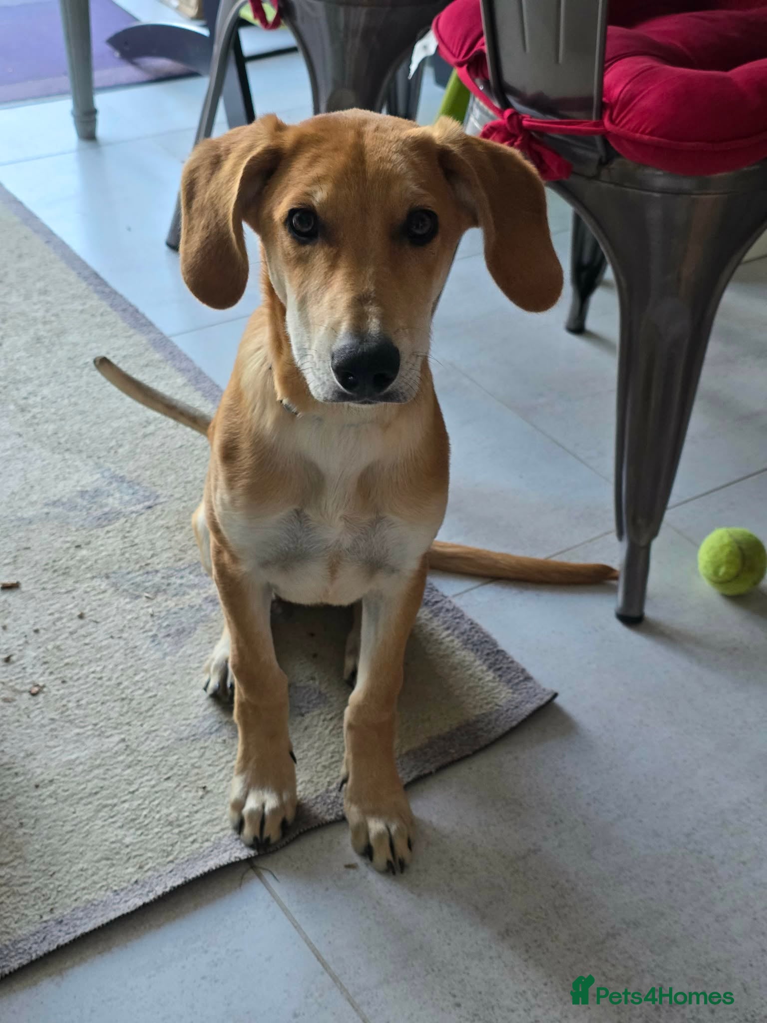 Mixed Breed dogs Hooper 4.5 months old Lab x Pointer - Advert 1