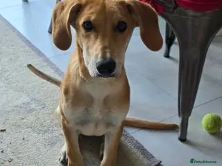 Mixed Breed dogs Hooper 4.5 months old Lab x Pointer - Advert 1