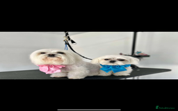 Maltese dogs for stud: Romeo - Full Korean Maltese Available for STUD  - Image 4