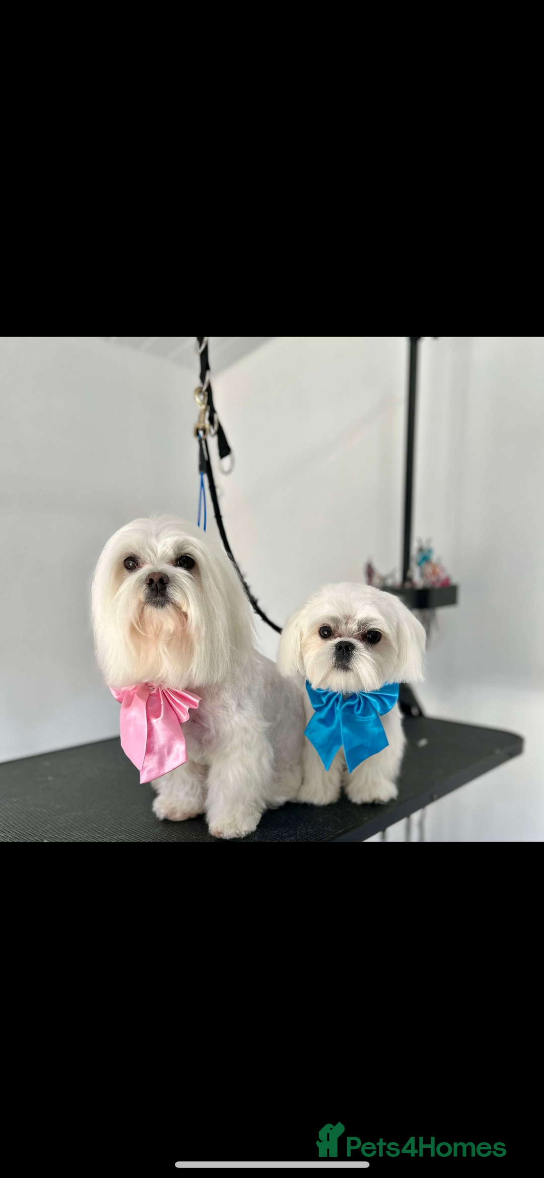Maltese dogs for stud: Romeo - Full Korean Maltese Available for STUD  - Image 4