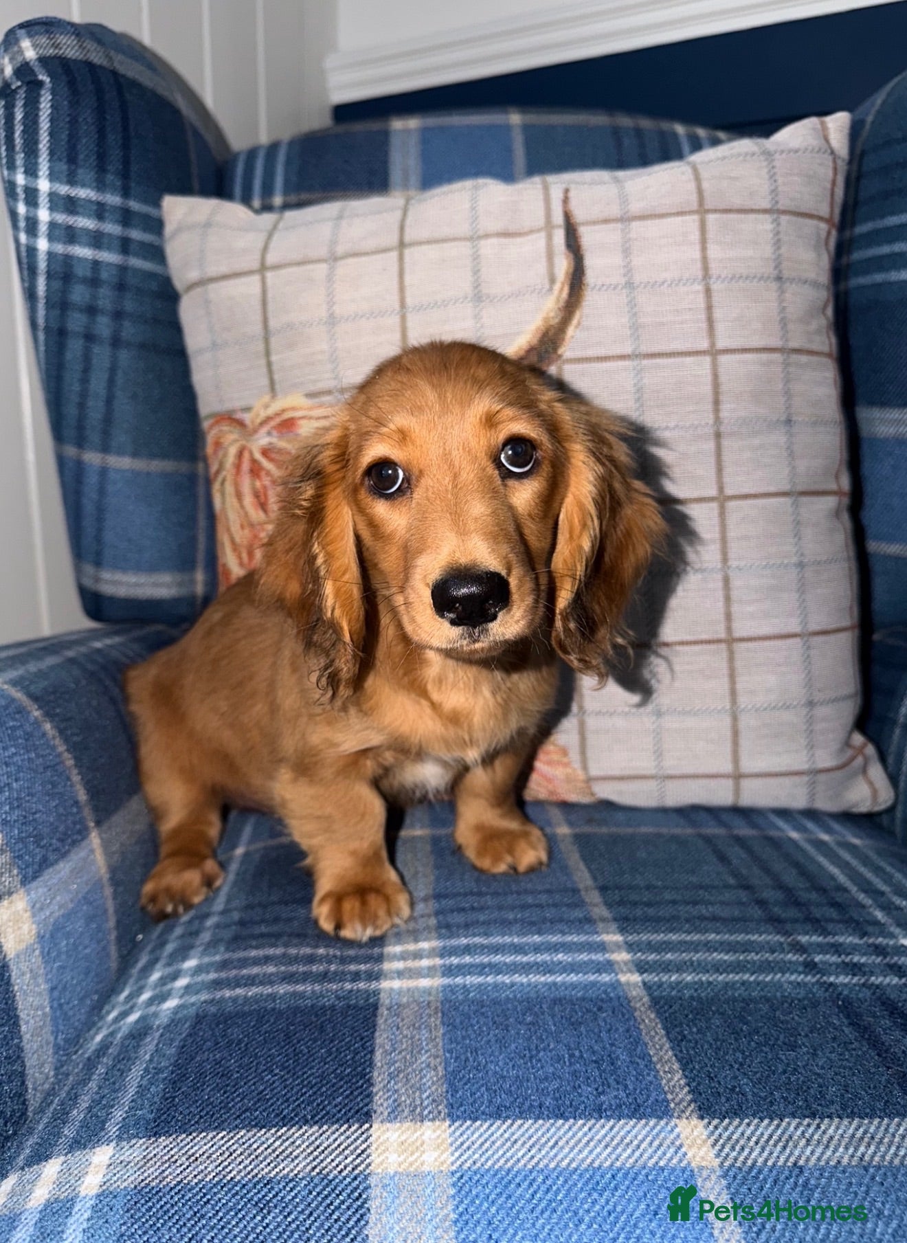 Miniature Dachshund dogs 🩷Stunning Long Haired Mini Dachshunds💙 - Advert 1