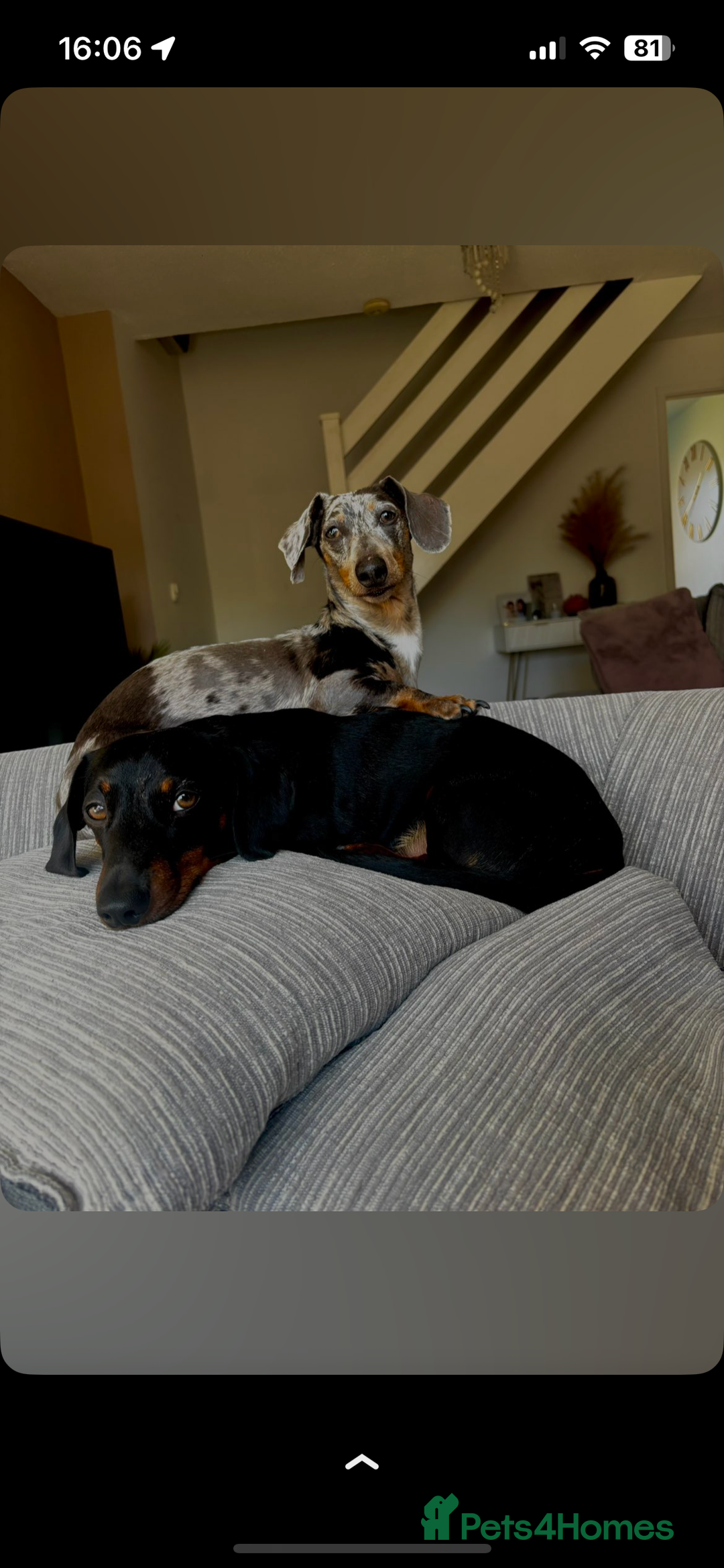 Dachshund dogs for sale: Mabel - Image 2