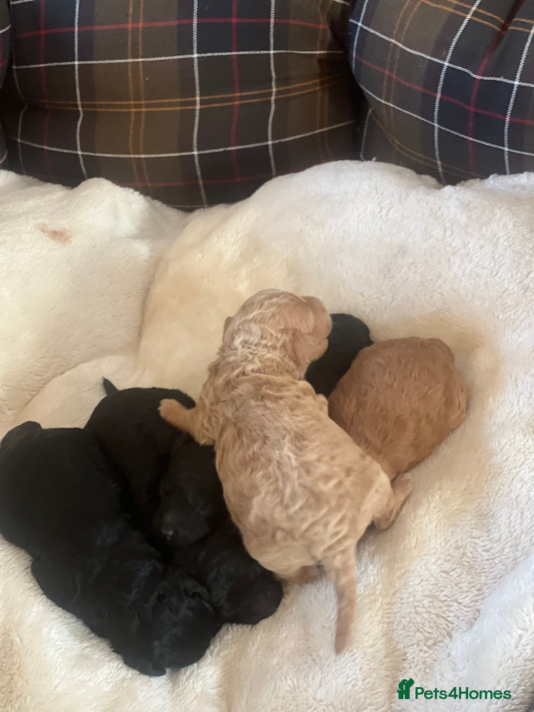 Poodle dogs for sale: Miniature toy poodles for sale - Advert 16