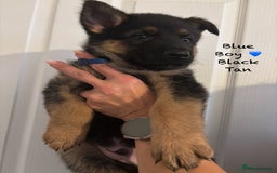 German Shepherd dogs for sale: K.C German Shepherd Puppies  - Image 4