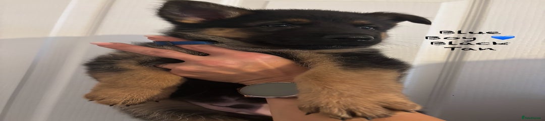 German Shepherd Puppy 1