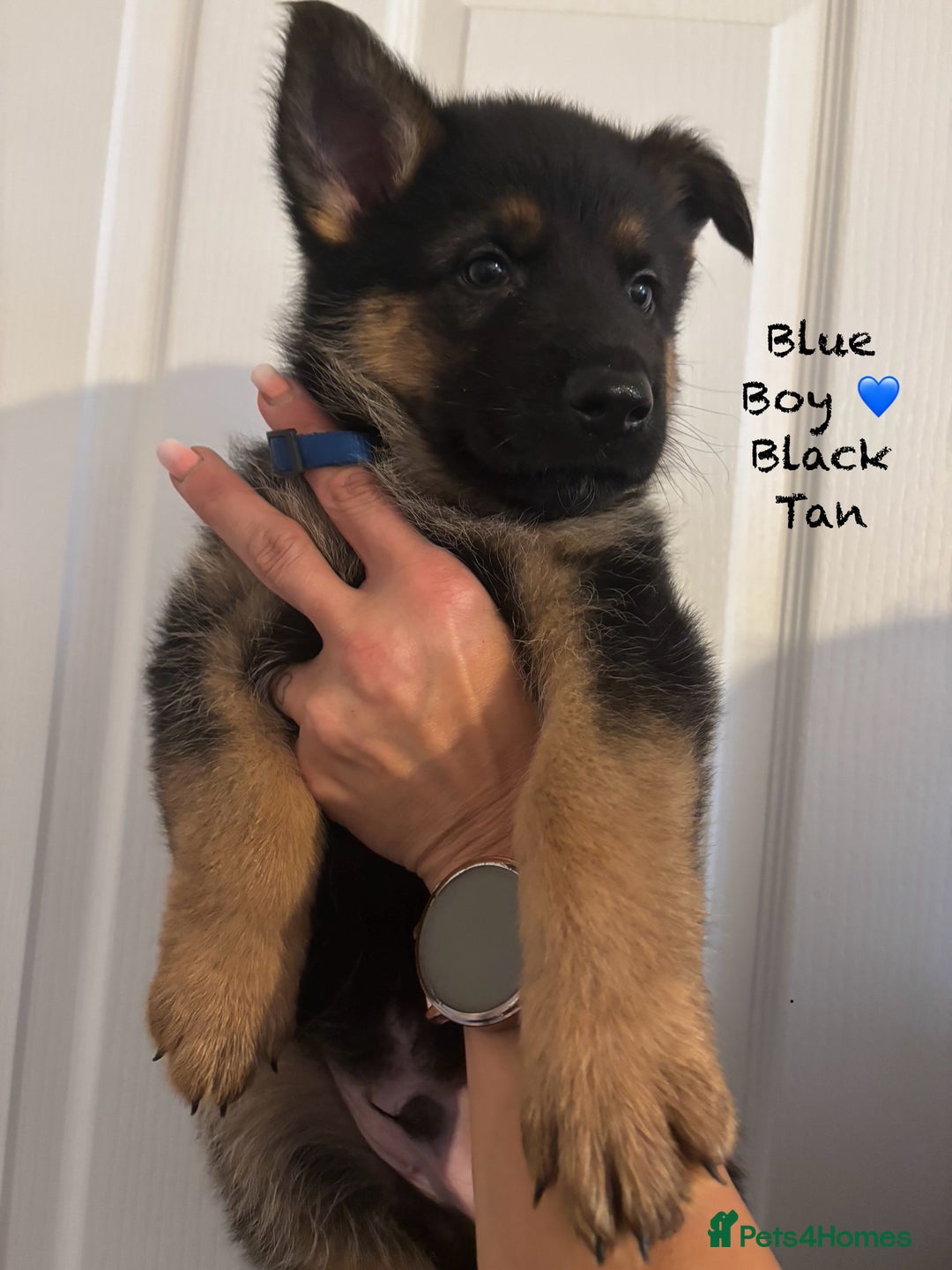 German Shepherd dogs for sale: K.C German Shepherd Puppies  - Image 4