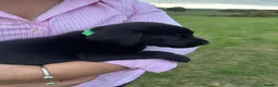 Labrador Retriever dogs for sale: Beautiful Black Labrador Pups  - Advert 14