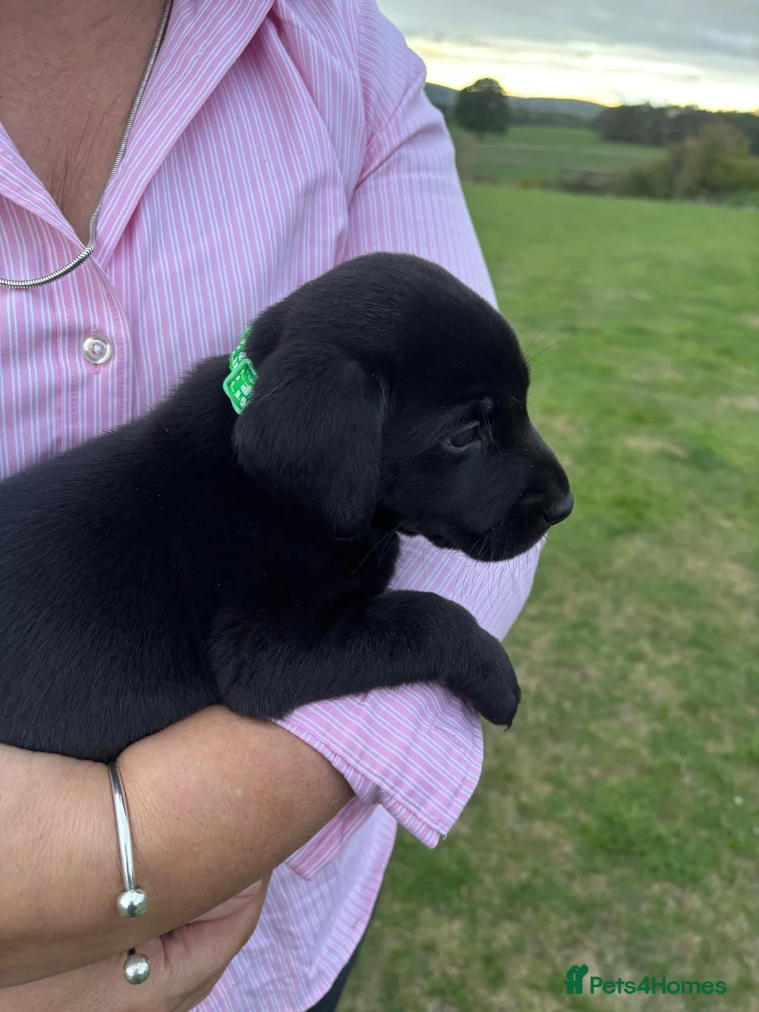 Labrador Retriever dogs for sale: Beautiful Black Labrador Pups  - Advert 14