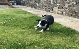 Border Collie dogs for sale: Outstanding Male Border Collie Pup - Image 5