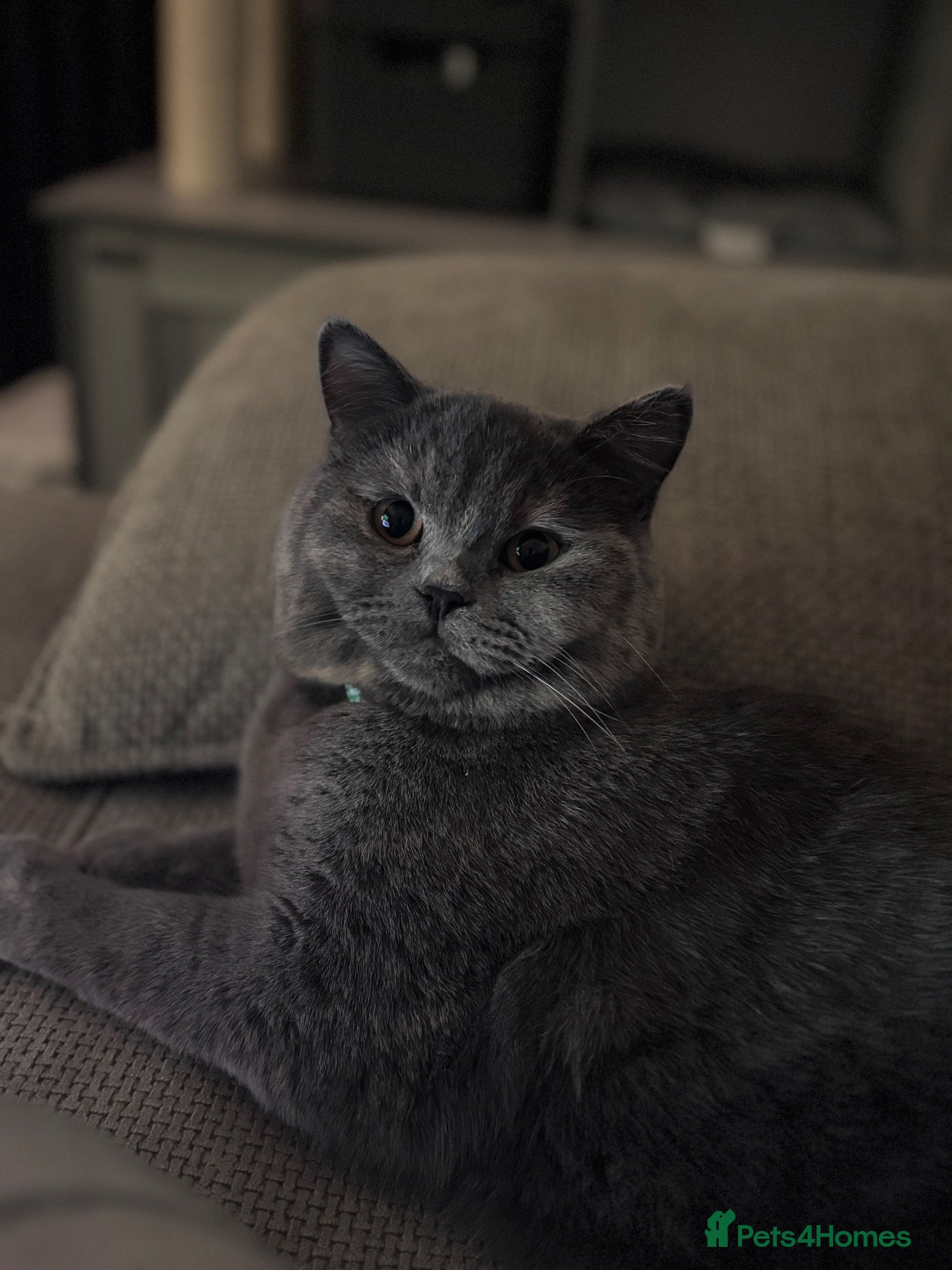 British Shorthair cats for sale: GCCF Registered British Shorthair  - Advert 11