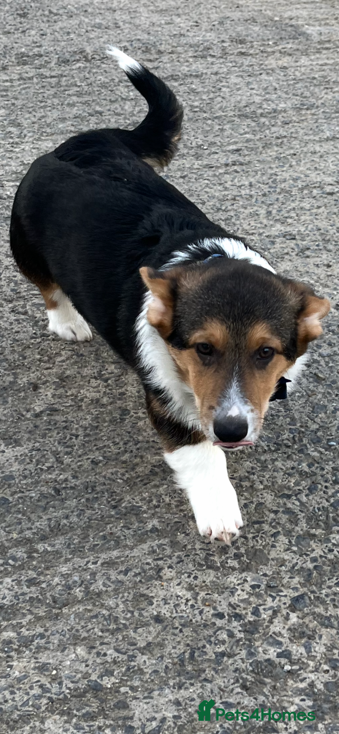 Welsh Corgi Pembroke dogs for sale: KC registered Pembrokeshire Corgi - Advert 1