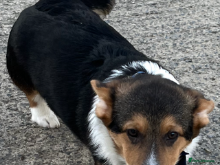 Welsh Corgi Pembroke dogs KC registered Pembrokeshire Corgi - Advert 3