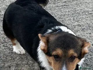 Welsh Corgi Pembroke dogs KC registered Pembrokeshire Corgi - Advert 3