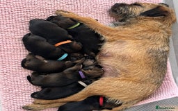 Border Terrier dogs for sale: Border Terrier Puppies (ready 22 Oct 2025) - Image 11
