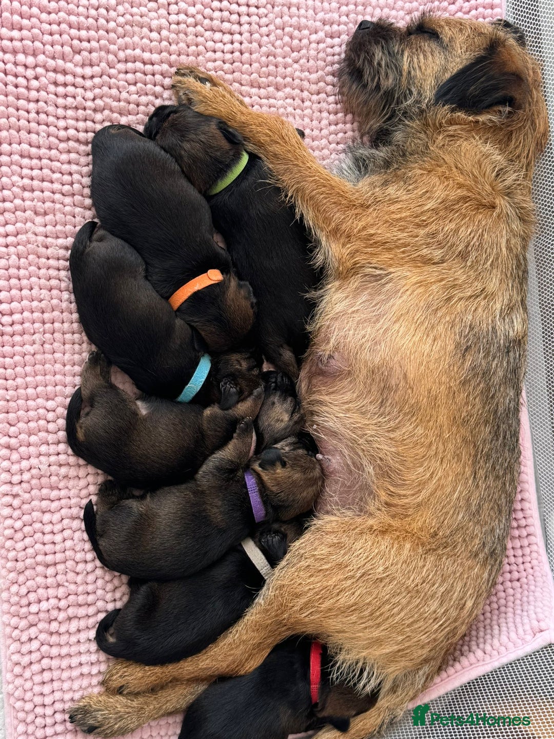 Border Terrier dogs for sale: Border Terrier Puppies (ready 22 Oct 2025) - Image 11