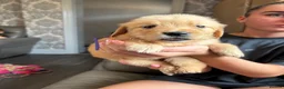 Golden Retriever dogs for sale: Beautiful golden retriever puppies  - Advert 18