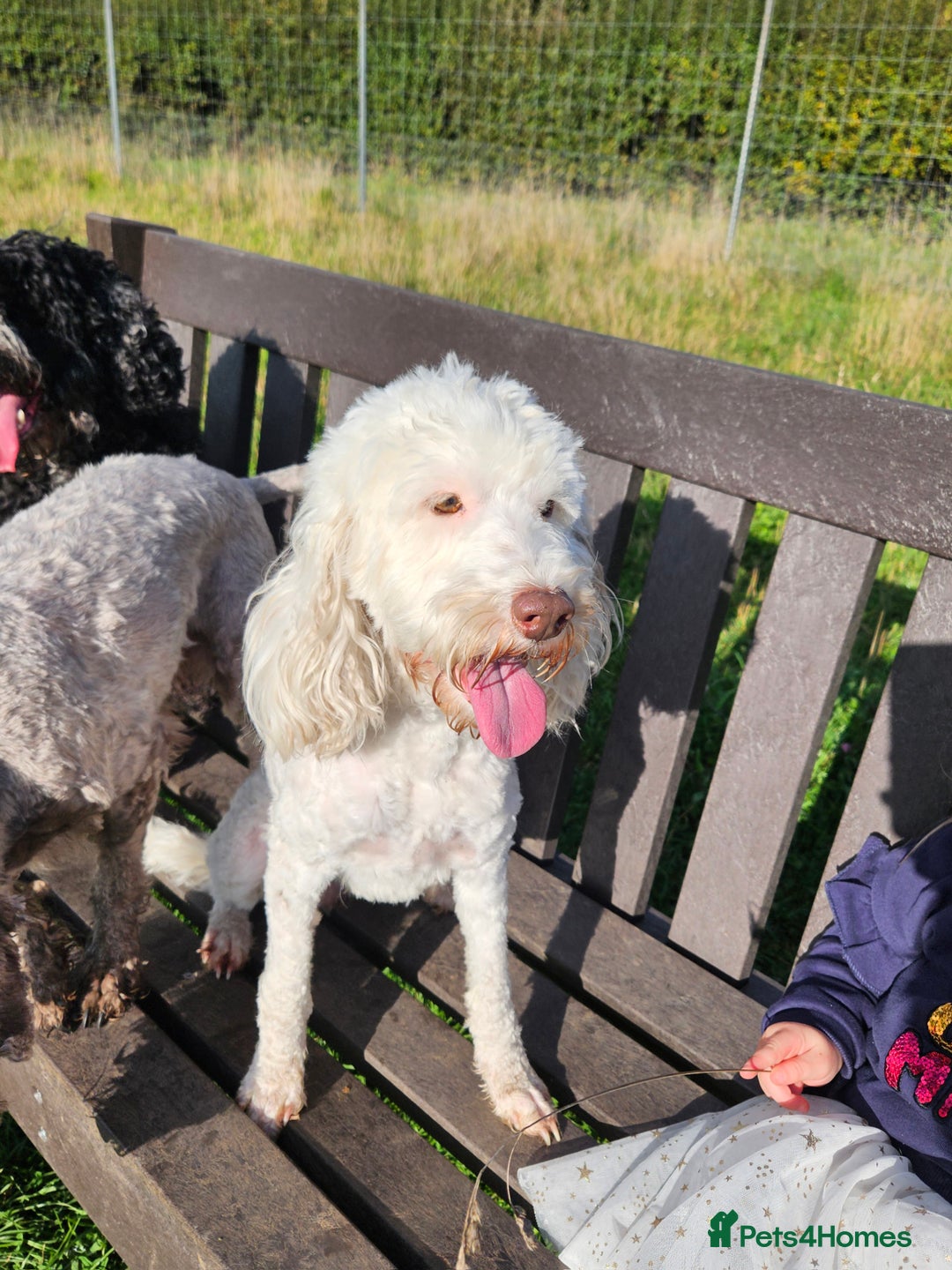 Cockapoo dogs for sale: F3b Cockapoo Puppies – DNA health tested - Advert 2