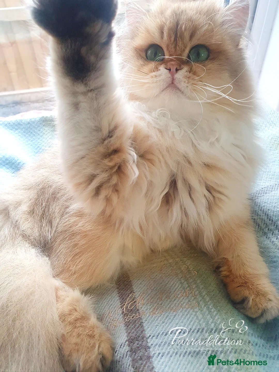 British Longhair cats for sale: Sweet Golden British Longhair ny11 - Advert 4