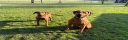 Rhodesian Ridgeback dogs for stud: (Our Duke) in Leominster - Advert 12
