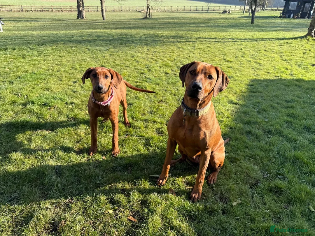 Rhodesian Ridgeback dogs for stud: (Our Duke) in Leominster - Advert 12