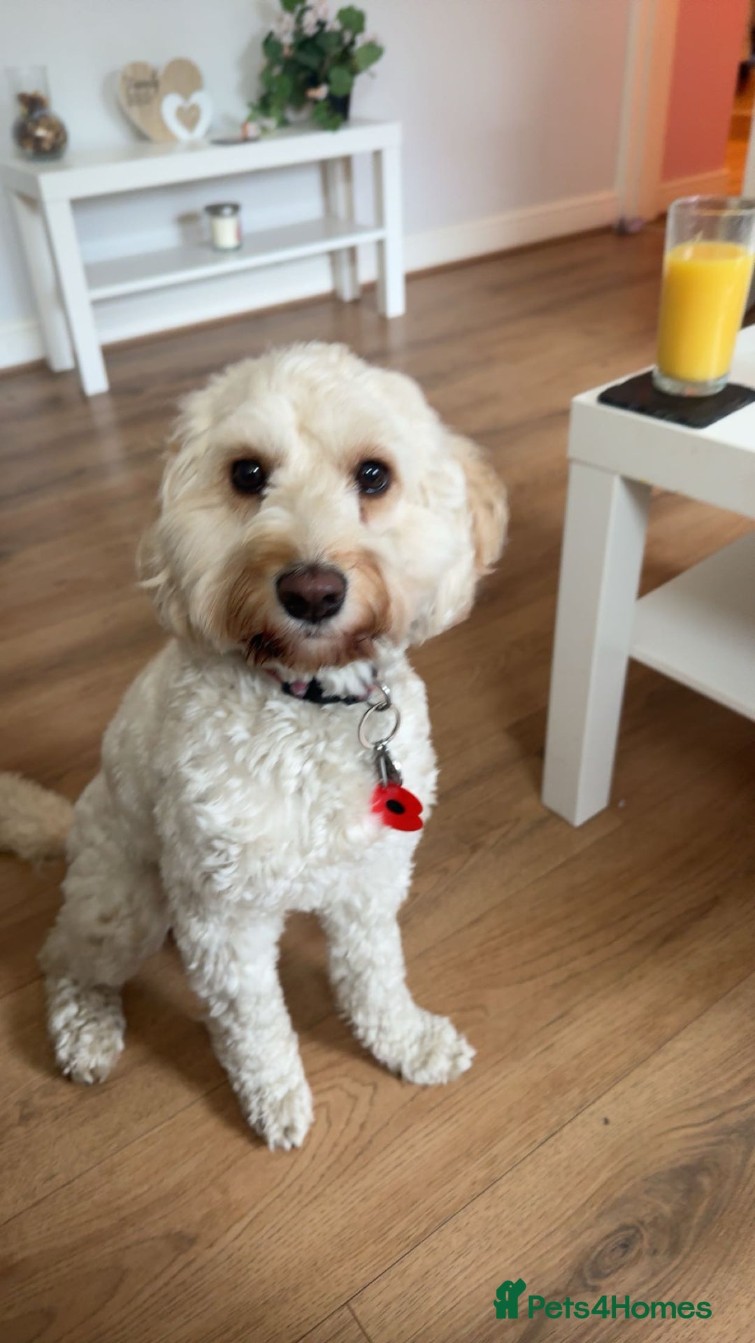 Cockapoo dogs for sale: Beautiful F1 cockapoos  - Advert 9