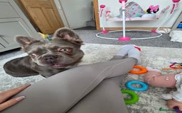 French Bulldog dogs for sale: Fluffy frenchy for rehoming - Image 2