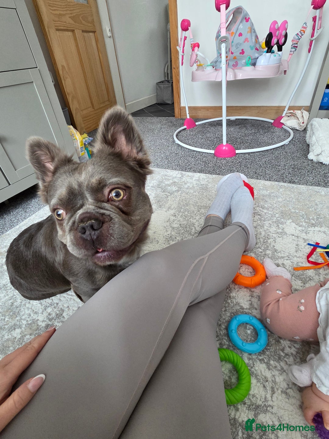 French Bulldog dogs for sale: Fluffy frenchy for rehoming - Image 2