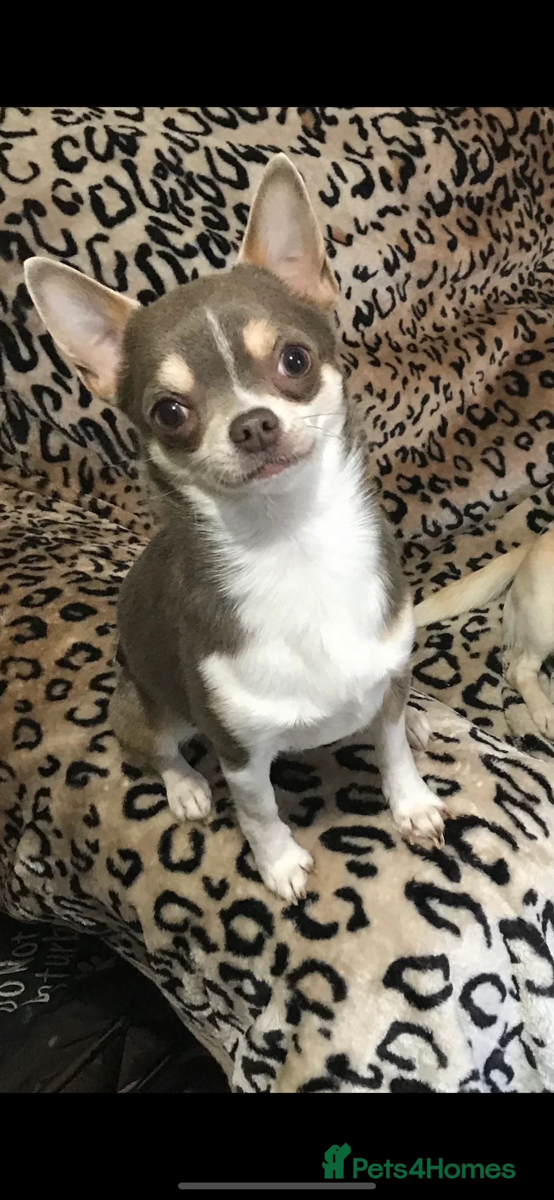 Chihuahua dogs for stud: KC BOYS LILAC, CHOCOLATE , BLUE , BOYS AVAILABLE. in Mansfield - Advert 2