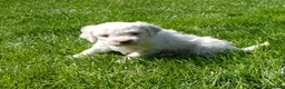 Lagotto Romagnolo dogs for sale: Lagotto Romagnolo Italian Water/Truffle Dogs   - Advert 9