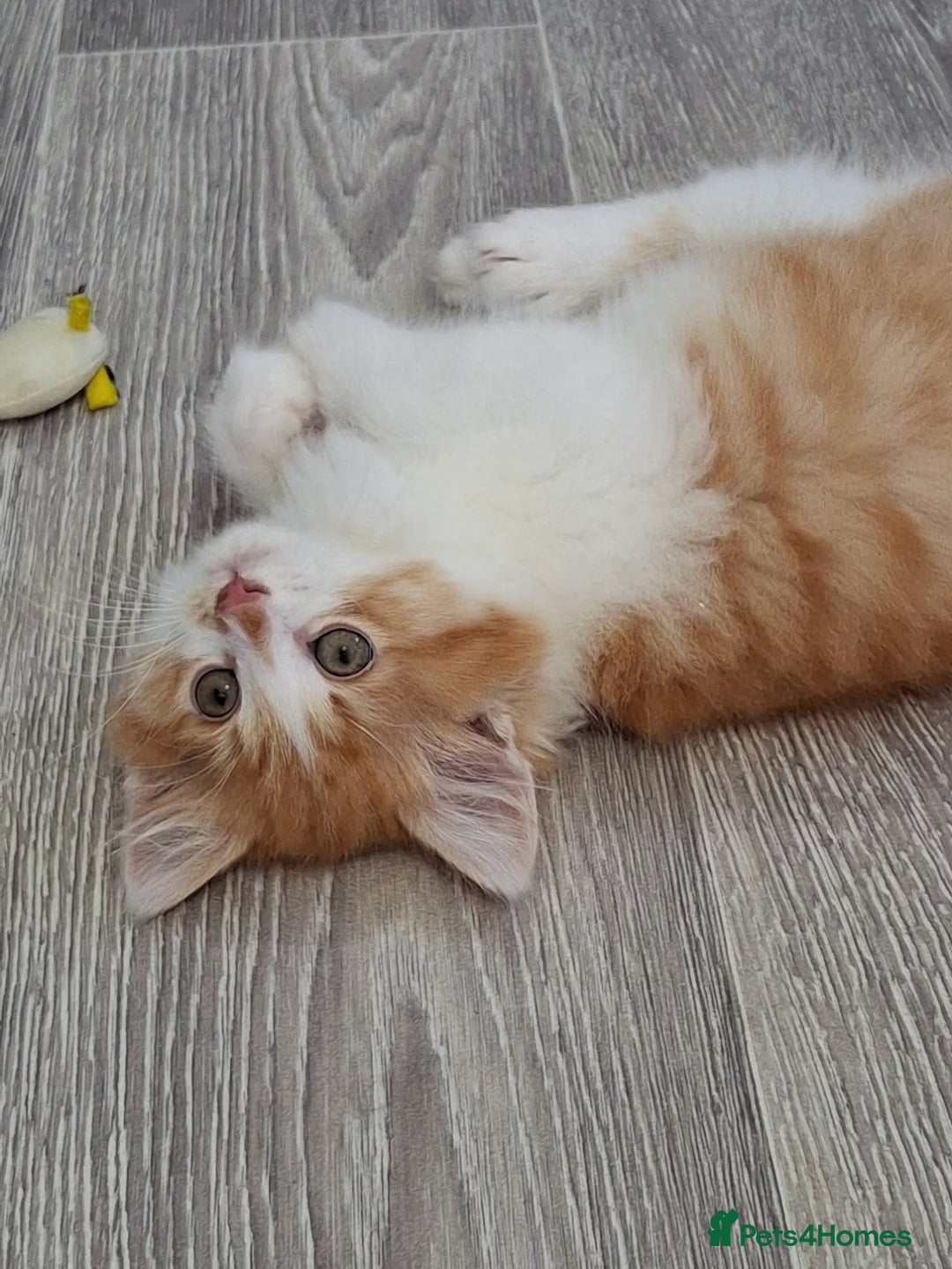 Maine Coon cats for sale: Beautiful Part Maine Coon/Ragdoll Long Haired Male - Advert 2