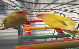 Lovebirds birds for sale: Two peached face lovebirds male & female - Image 3