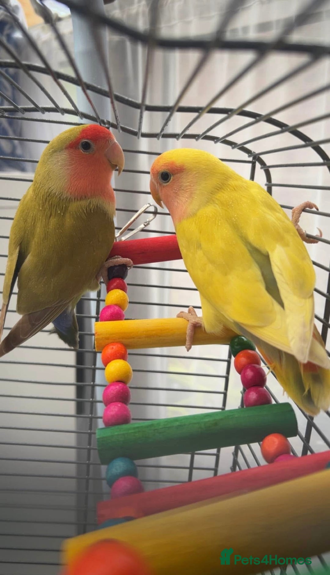 Lovebirds birds for sale: Two peached face lovebirds male & female - Image 3