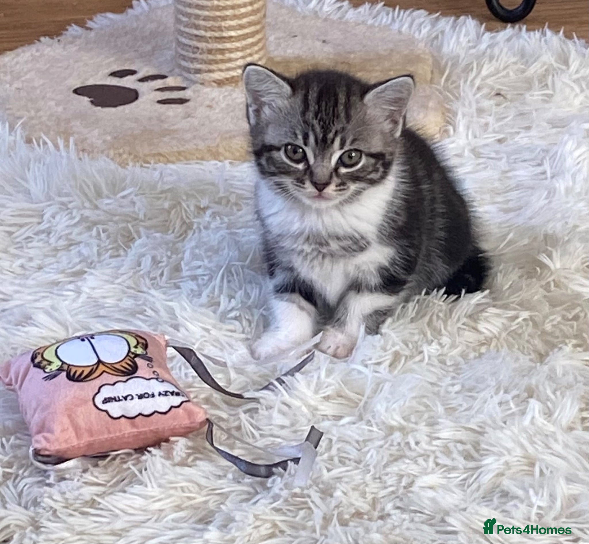 Mixed Breed cats Ready to leave Persian cross British Shorthair  - Advert 15
