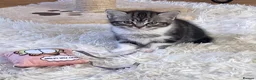 Mixed Breed cats for sale: Ready to leave Persian cross British Shorthair  - Advert 1