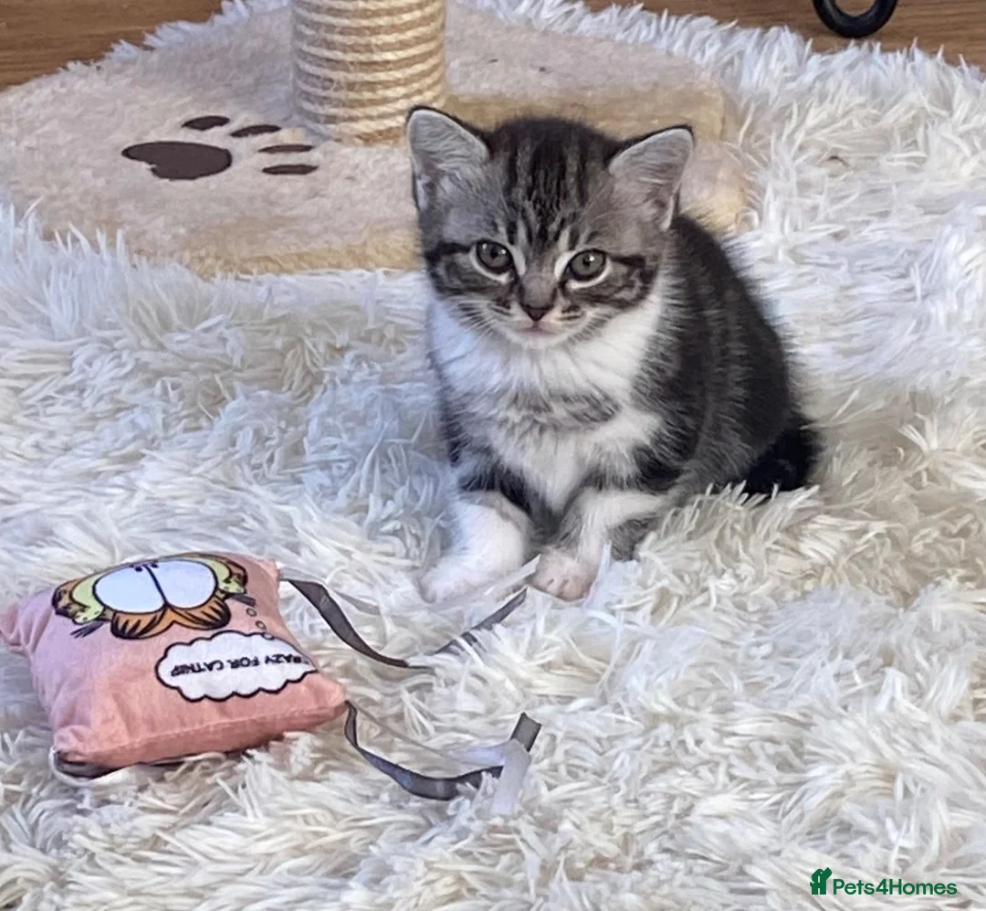 Mixed Breed cats for sale: Ready to leave Persian cross British Shorthair  - Advert 1