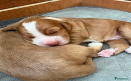 Cocker Spaniel dogs for sale: Cocker Spaniel Puppies  - Image 29