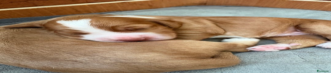 Cocker Spaniel Puppy 3