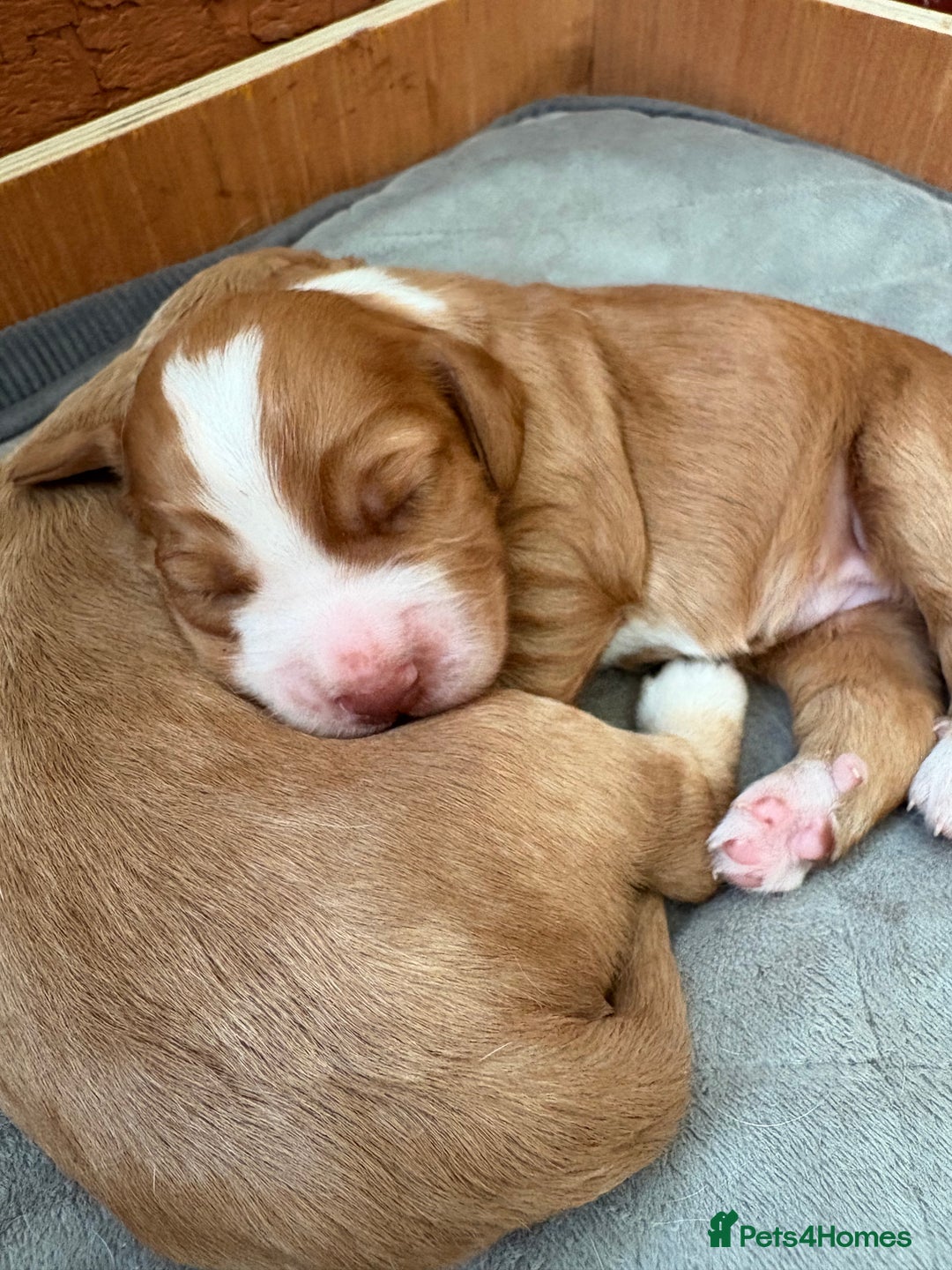 Cocker Spaniel dogs for sale: Cocker Spaniel Puppies  - Image 29