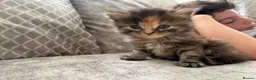 Persian cats for sale: Blue Persian x Red Shorthair Kittens in Epsom - Advert 17