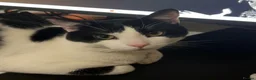 Mixed Breed cats for sale: Domestic short hair FREE in London - Advert 3