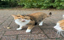 British Shorthair cats for sale: 2 beautiful one year old cats - Image 3
