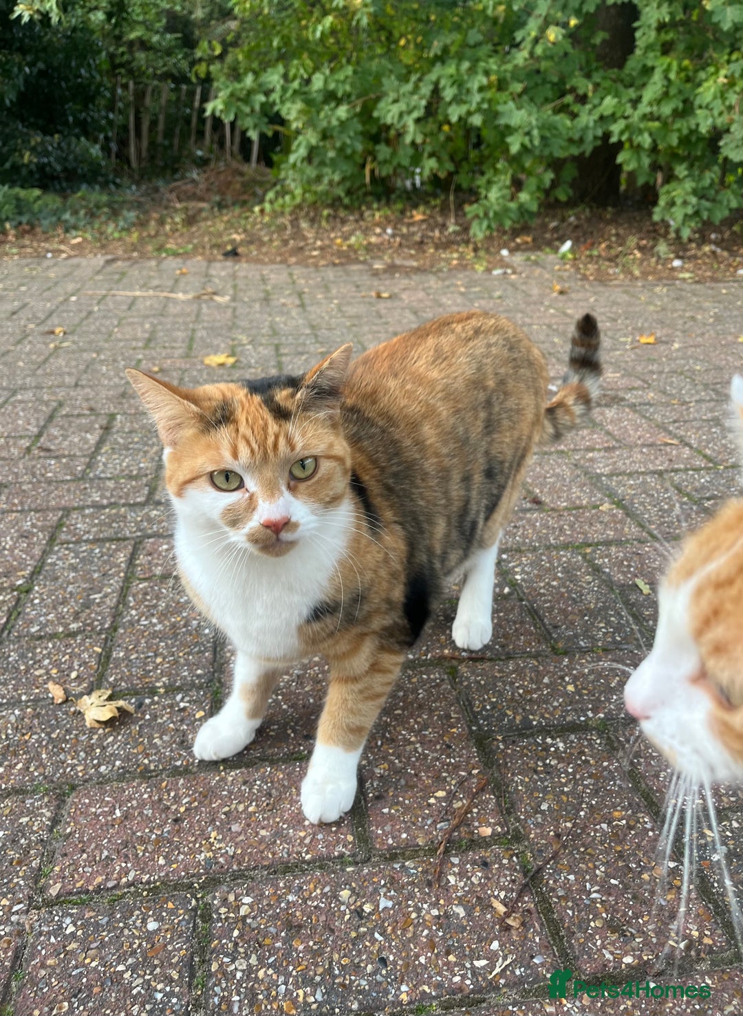 British Shorthair cats for sale: 2 beautiful one year old cats - Image 3