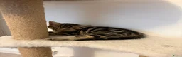 Mixed Breed cats for sale: 1 male 1 female kittens  - Advert 4