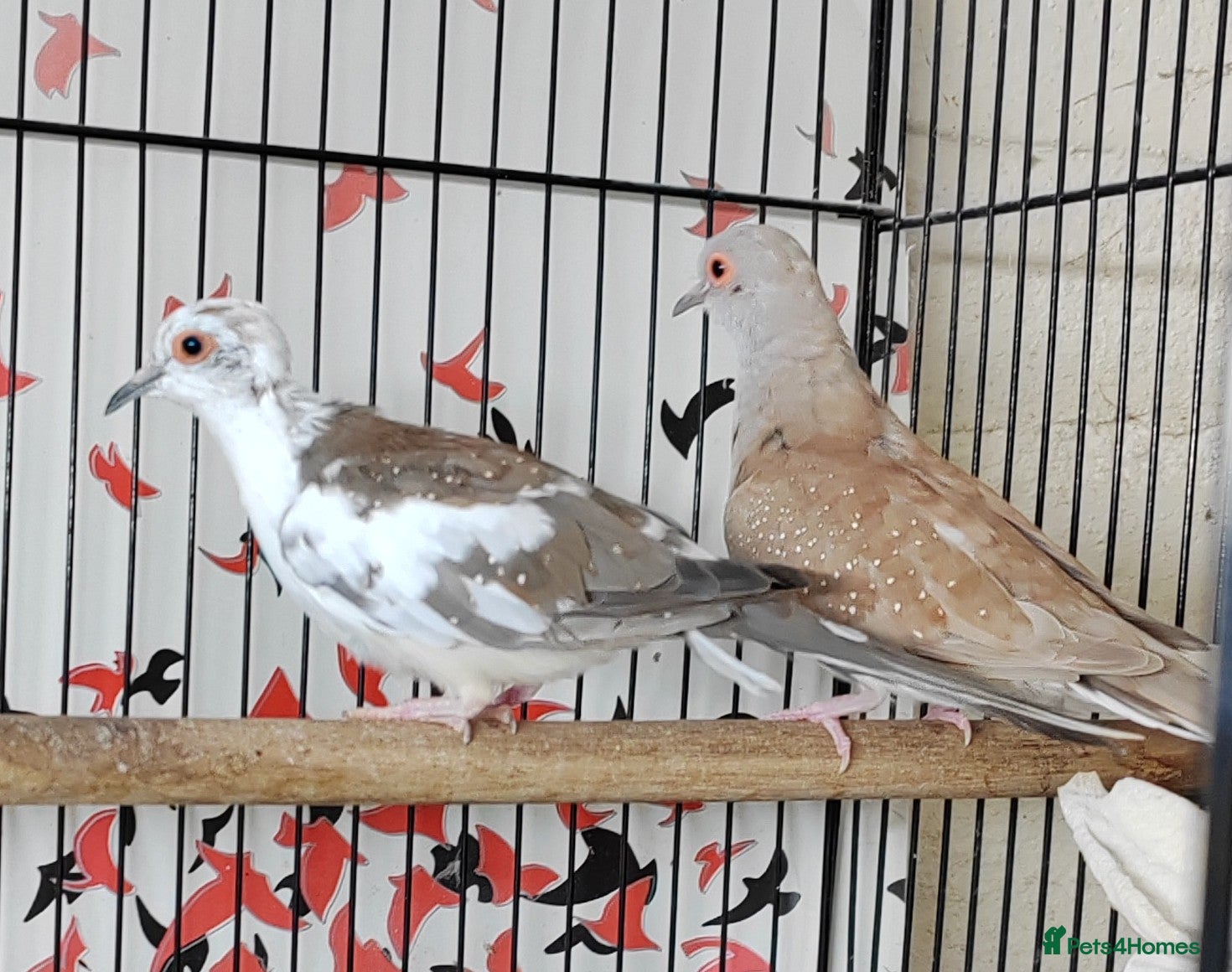 Doves birds Beautiful Diamond Doves - Advert 1