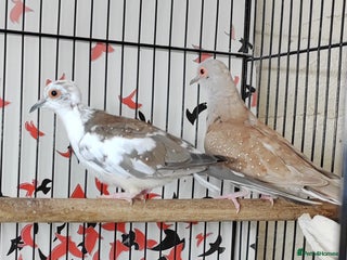 Doves birds Beautiful Diamond Doves - Advert 1