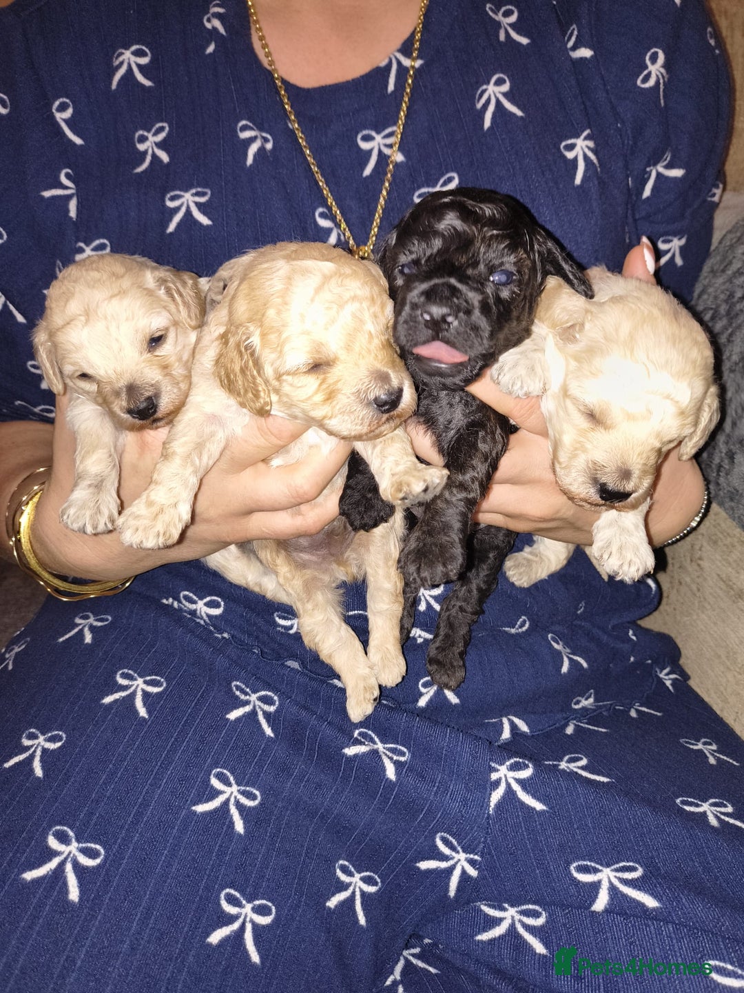 Mixed Breed dogs for sale: Toy poodle pups - Advert 7