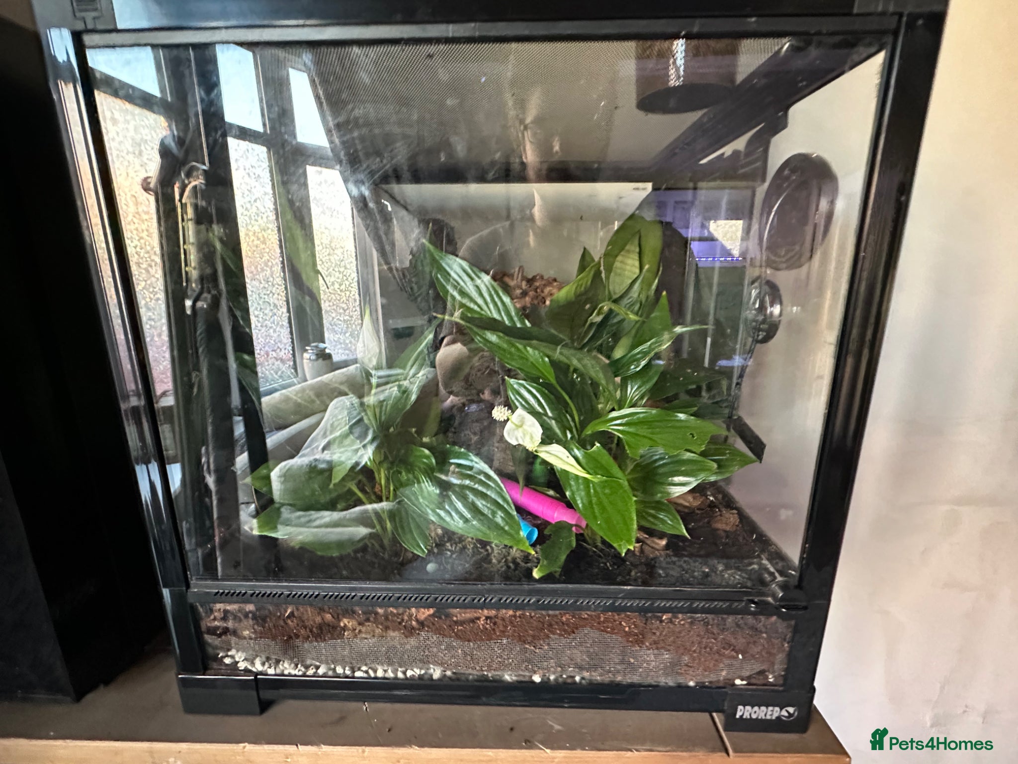 Gecko reptiles Mourning geckos with enclosure  - Advert 12
