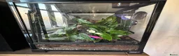Gecko reptiles for sale: Mourning geckos with enclosure  - Advert 1